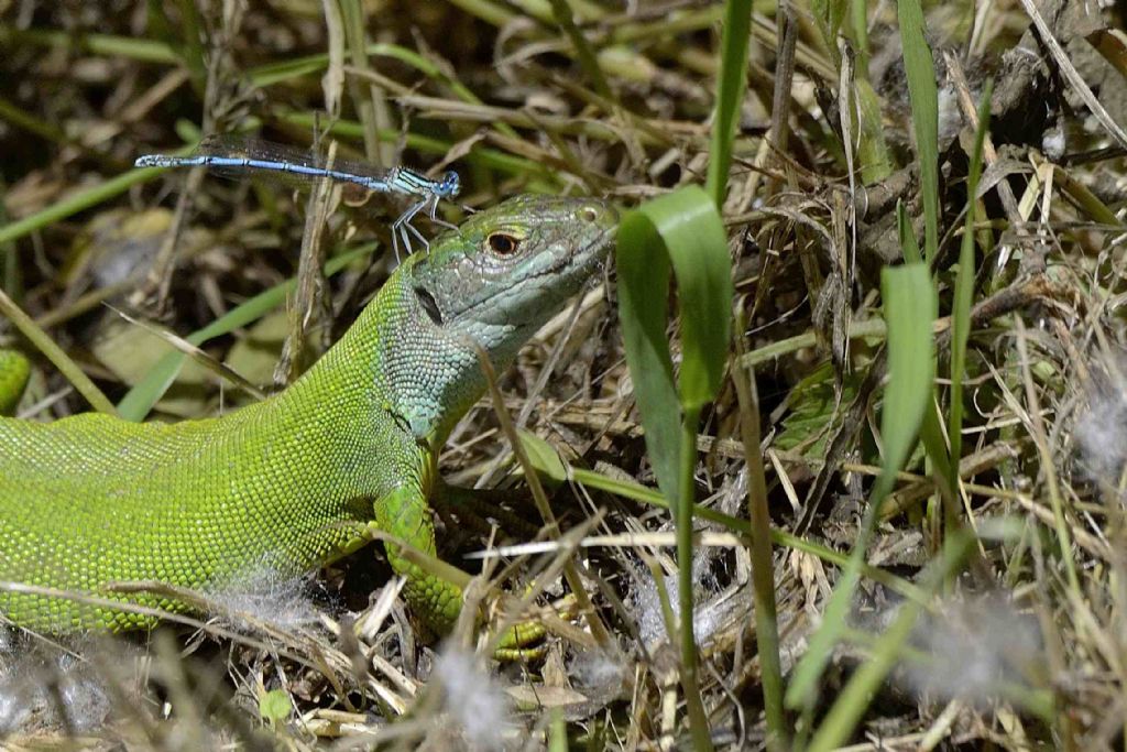 Platycnemis pennipes m. su ramarro